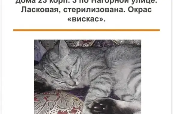 Кошки потеряшки, Москва, фото: Потеряшка кошка на Нагорной, 23к3