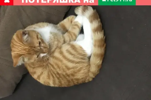 Найдена кошка Кот в поселении Щапово, Москва