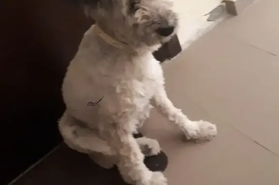Собака с ошейником найдена в Тюмени