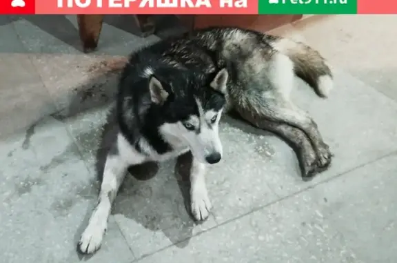 Собака Хаски найдена в Рязани, Магистральная, 10а.