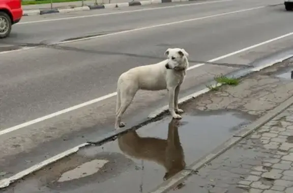 Пропала собака Метис в Истре: 60 см, 26 кг, желтые подпалины, запятая.