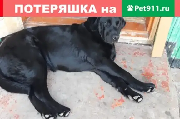 Пропала собака: черный лабрадор в Мглине