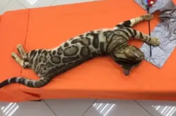 Кошки потеряшки, Санкт-Петербург, фото: Потеряшка кот на Лени Голикова/Ветеранов, СПб (вознаграждение)