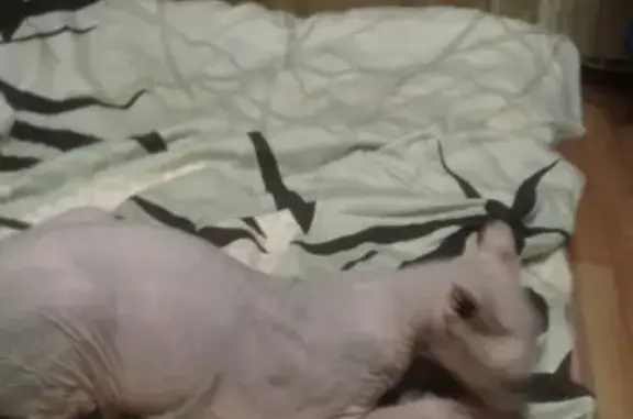 Найдена сфинкс-кошка в Ленинском районе