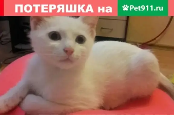 Пропал кот Мартин в Салавате, ул. Первомайская