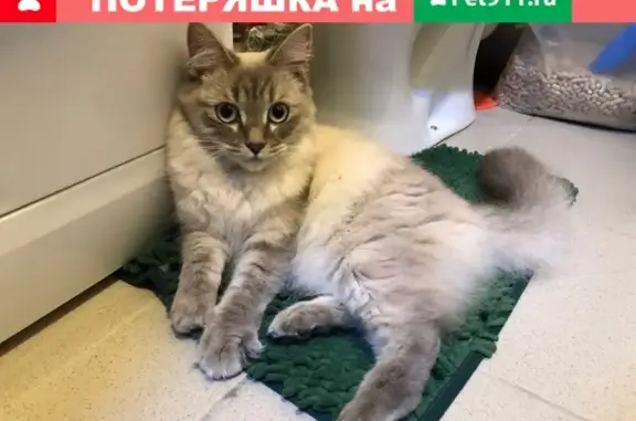 Найдена серая кошка в Арамиле (ул. Космонавтов 7)