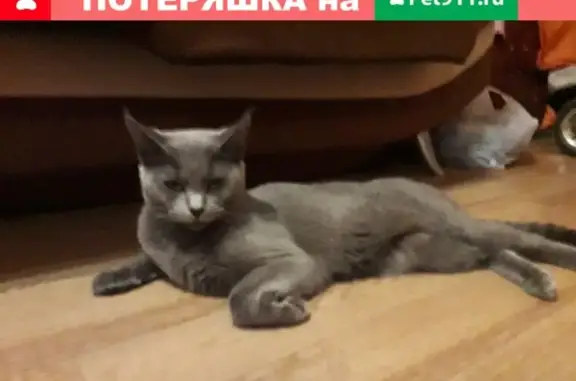 Пропала кошка по адресу пр. Ленина 222, Томск