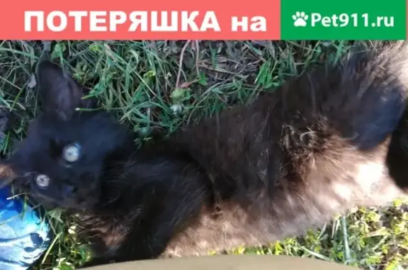 Пропал котёнок на ул. Пригородная в Лукоянове