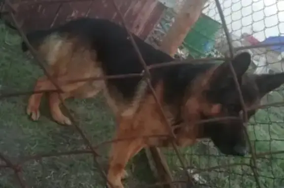 Собаки потеряшки, Курган, фото: Потеряшка немецкая овчарка в Новом городе Светлогорье