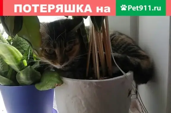 Пропала кошка в Братске на ул. Муханова!