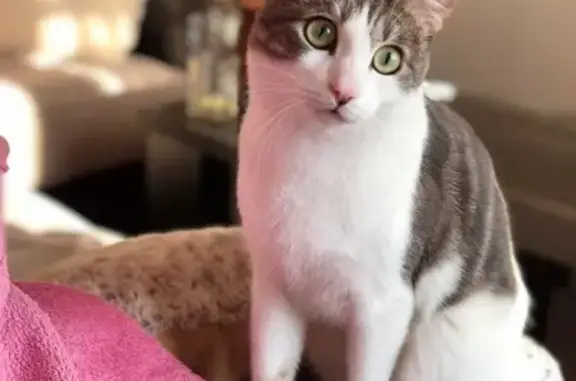 Потерянные животные Санкт-Петербург, фото: Пропала серо-белая кошка в Кировском районе СПб