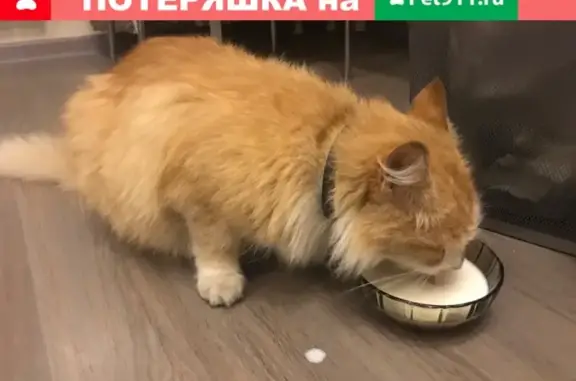 Найдена кошка на пр. Большевиков, СПб