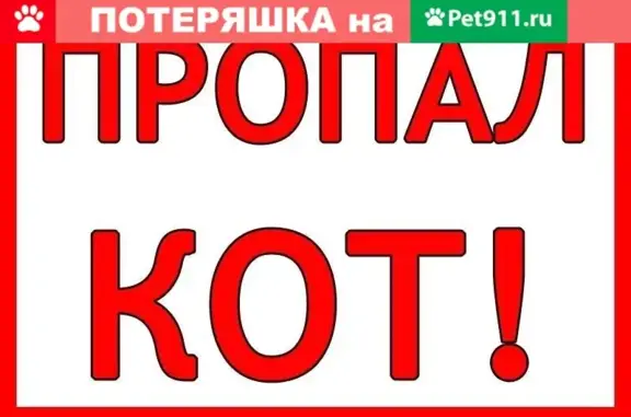 Пропал домашний кот на ул. Орджоникидзе 72, Центральный район, Оренбург.