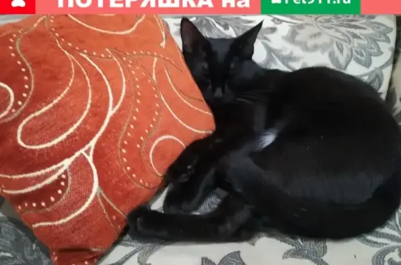 Пропал кот Оня в Дудинке, Красноярский край
