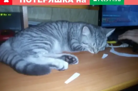 Потерянные животные Саранск, фото: Пропал кот в Лямбире, вознаграждение!