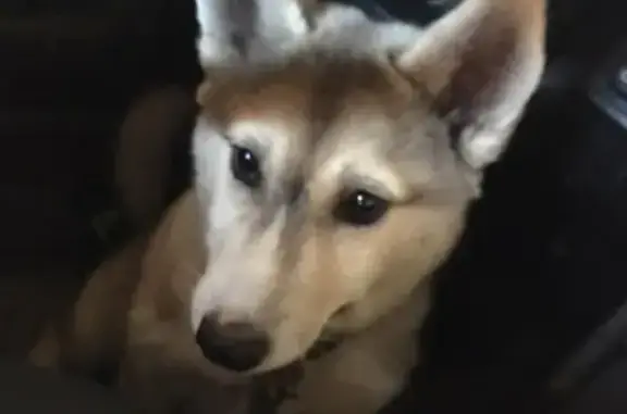 Пропала собака Марта в районе Теплосетей, Конаково