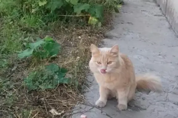 Найдена кошка в Челябинске #жч_найденные #жч_кошки