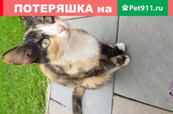 Найдена трёхцветная кошка возрастом 2 года в посёлке Садовый