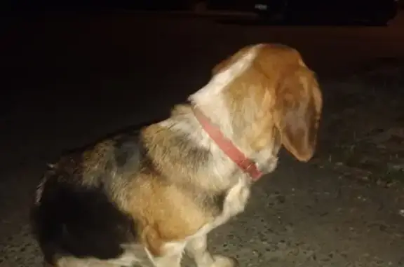 Найдена собака в Дагомысе на ул. Перевальной