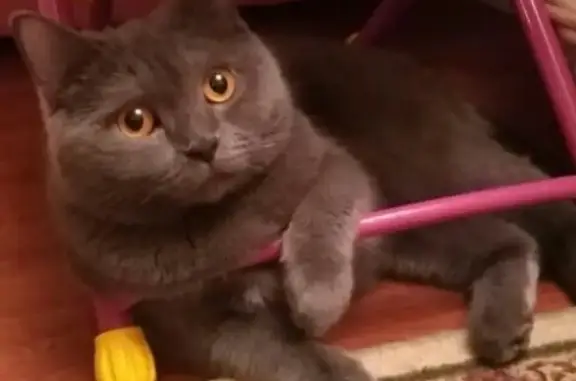 Кошки потеряшки, Москва, фото: Потеряшка кошка Элька, Москва, ул. Садовники, 10к1