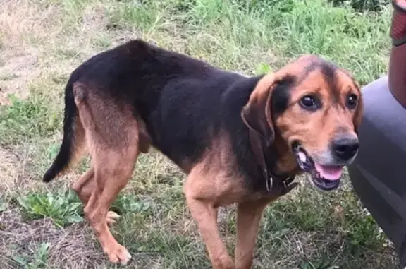 Найдена собака в районе СНТ Буревестник, Орёл