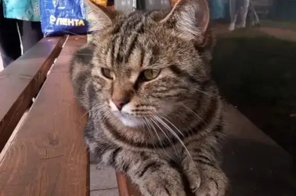 Найдена кошка на остановке в Набережных Челнах