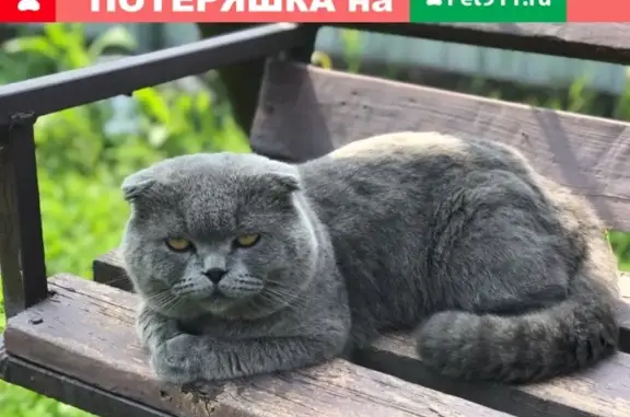 Потерянные животные Смоленск, фото: Пропал кот на ул. Ударников, Смоленск