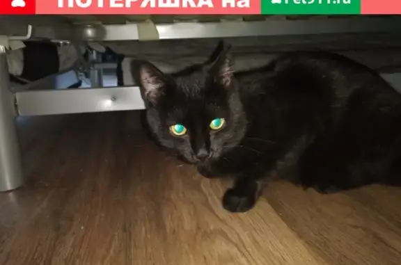 Найден ласковый котик на ул. Ивана Черных, 97а в Томске
