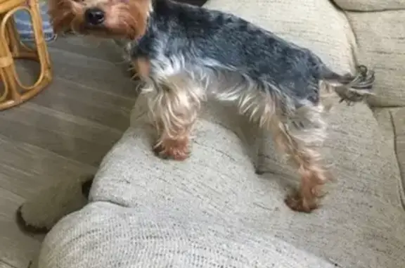 Собаки потеряшки, Москва, фото: Потеряшка собака Йорк Гоша на Молдагуловой, Вешняки