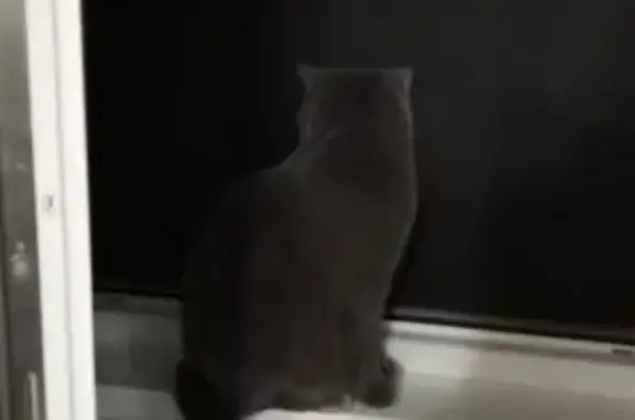 Кошки потеряшки, Санкт-Петербург, фото: Потеряшка кошка Марс, Руднева 30к3, срочно!