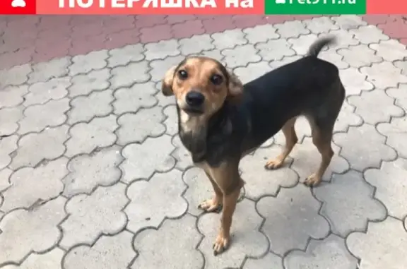 Собака с ломаной лапкой найдена на Московском шоссе