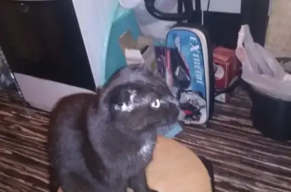 Пропала черная вислоухая кошка в Волоколамске