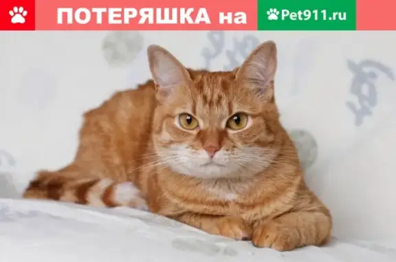 Пропала кошка Масяня, ул. Кирова 76, Боготол