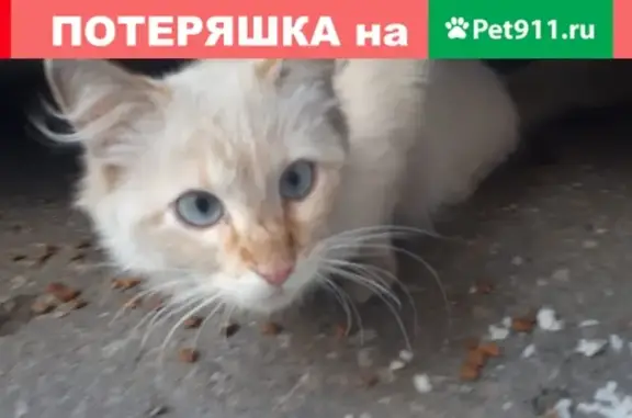 Найдена кошка в Пскове, нужна помощь!