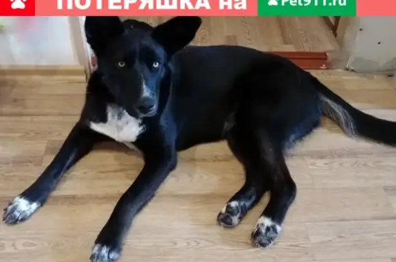Найдена домашняя собака в Коммунаре, Лен. обл.