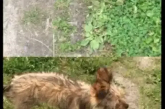 Пропал щенок в Кулебаках, Нижегородская область