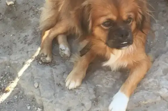 Найдена собака в Краснодаре, район магазина «Благодать»
