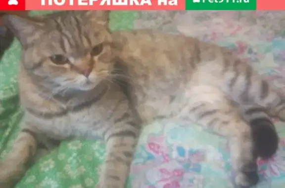 Найден крупный кот в районе Танеева парка, звоните!