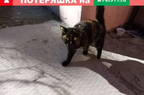 Пропала кошка в Тюмени, р-он ММС, ул. Облепиховая