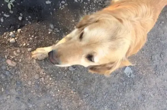 Собака на острове в Чите: нужна помощь!