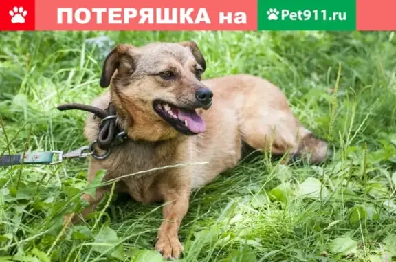 Пропала собака Розочка в Йошкар-Оле на улице Кирова