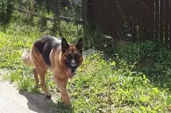 Найдена собака возле Оболенского поселка в Серпуховском р-не