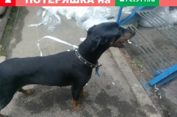 Найден пёс в Смоленске