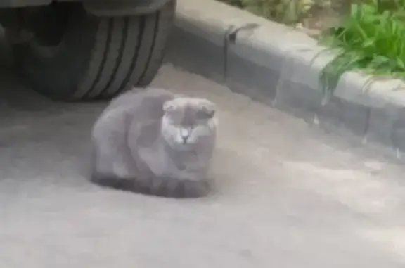 Найдена вислоухая кошка на ул. Коробкова, Тверь