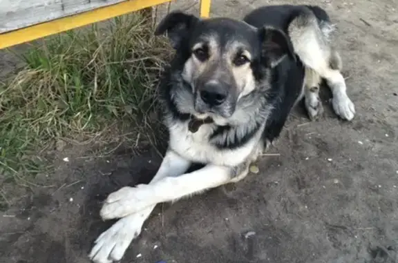 Пропала собака Марсель в Орехово-Зуево