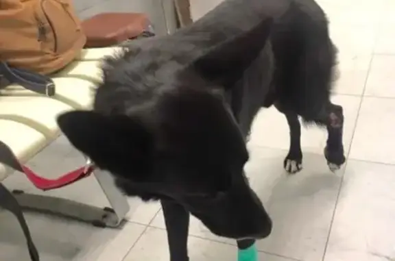 Найдена травмированная собака в Кировском районе СПб