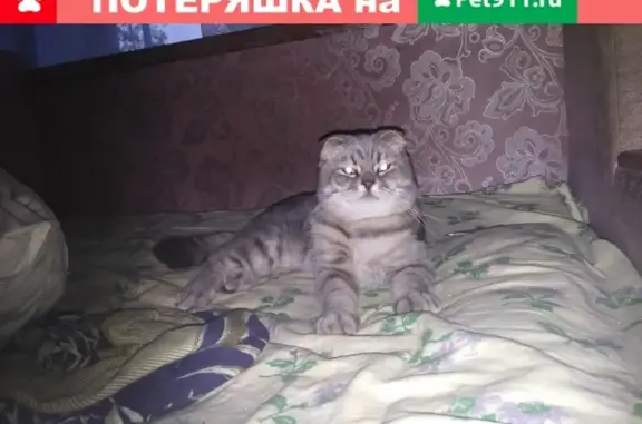 Пропал кот Шотландской породы на Мечуренец 3, Ростовская область