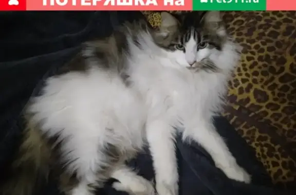 Пропала кошка в Тюмени: Мейн-Кун по кличке Китя #ПропалаКошка #Тюмень #мыс