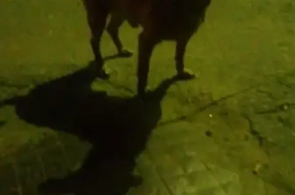 Найдена собака на ул. Центральная в Фрязино