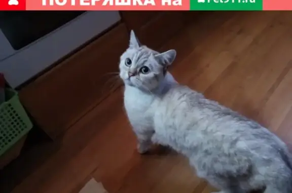 Найдена кошка в Мурманске!